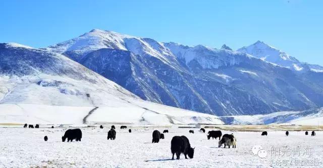 探索青海之美，一场梦幻般的青海之旅🌄🍃